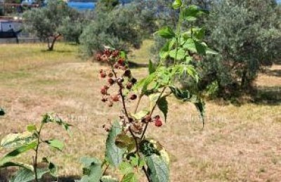 Fažana – landbouwgrond dichtbij de zee