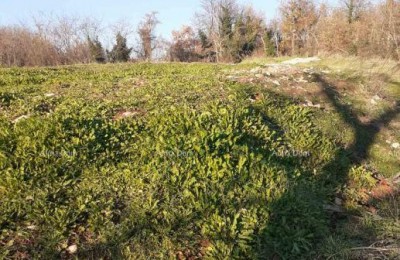 Te koop: grond in Brtonigla (Istrië) – bouwgrond en landbouwgrond, totale oppervlakte 5.000 m²