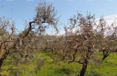 Medulin, OLIVE GROVE, 600m van de zee