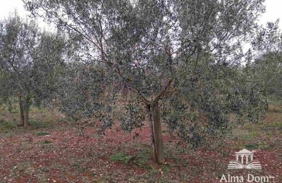 Landbouwgrond met olijfbome te koop!