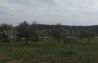 Aantrekkelijk terrein, 5.716 m², omgeving van Poreč